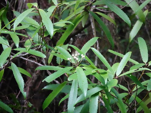 Tawari (Ixerba brexioides)