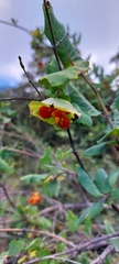 Lonicera albiflora
