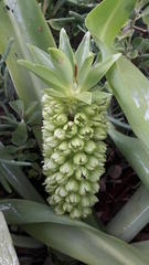 Eucomis