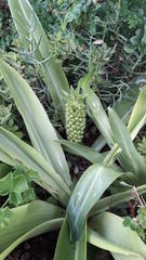 Eucomis