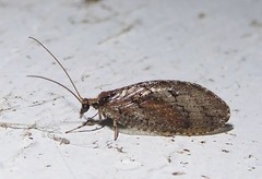 Wesmaelius subnebulosus