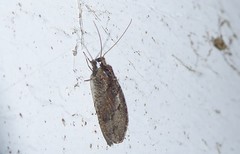 Wesmaelius subnebulosus