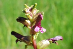 Pedicularis parviflora