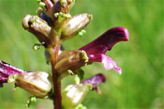 Pedicularis parviflora