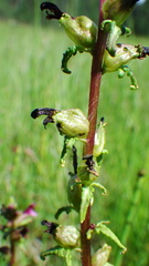 Pedicularis parviflora