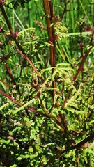 Pedicularis parviflora