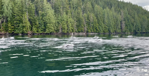 Pacific white-sided dolphin travelling through marine waters near Greene Point.