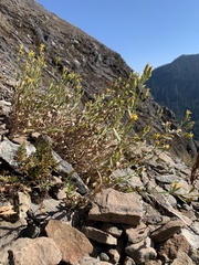 Columbiadoria hallii