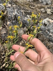 Columbiadoria hallii