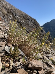 Columbiadoria hallii