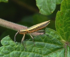 Lixus basilaris