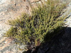 Cliffortia tuberculata