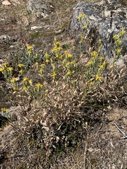 Columbiadoria hallii