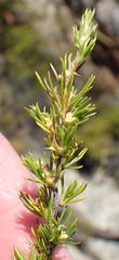 Cliffortia tuberculata