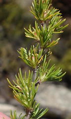 Cliffortia tuberculata