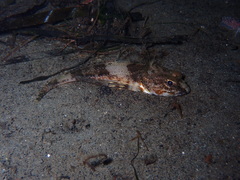 Chitonotus pugetensis