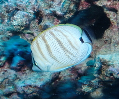 Chaetodon multicinctus