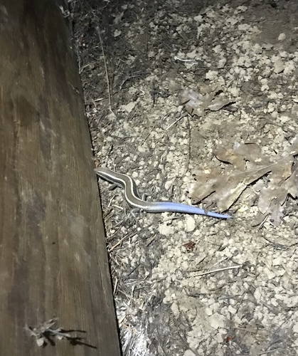 iNaturalist observation photo of Western Skink