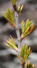 Cliffortia tuberculata