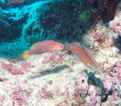 Pseudocheilinus octotaenia