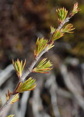 Cliffortia tuberculata
