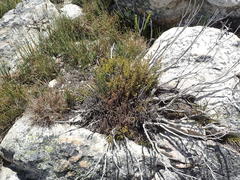 Cliffortia tuberculata