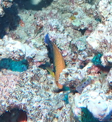 Centropyge potteri