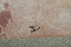 Abablemma duomaculata