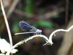 Polythoridae