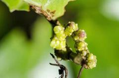Insecta