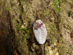 Coelostomidia zealandica