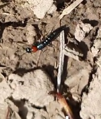 Paederus cruenticollis