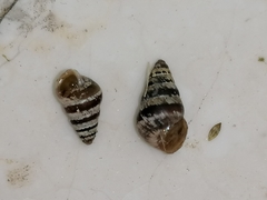 Cochlicella barbara