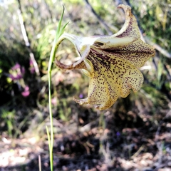 Gladiolus maculatus