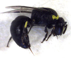 Hylaeus euxanthus
