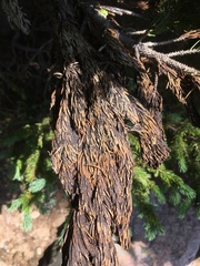 Melanommataceae