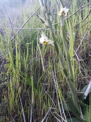 Gavilea longibracteata