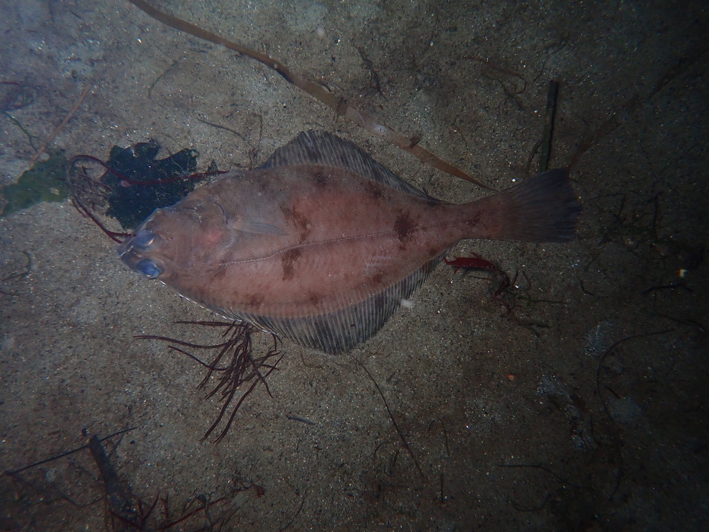 Flathead Sole