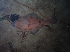 Hippoglossoides elassodon