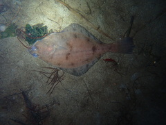 Hippoglossoides elassodon
