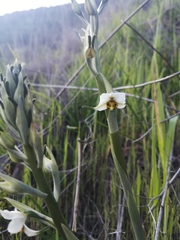 Gavilea longibracteata