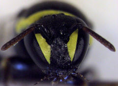 Hylaeus euxanthus