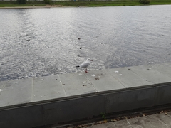 Chroicocephalus ridibundus