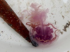 Pelagia noctiluca
