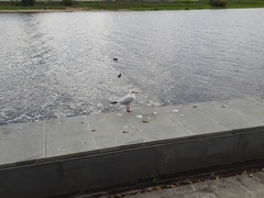 Chroicocephalus ridibundus