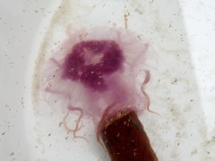 Pelagia noctiluca