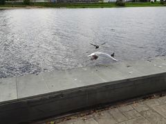 Chroicocephalus ridibundus