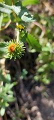 Grindelia greenei