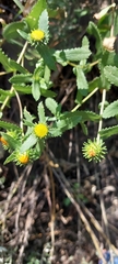 Grindelia greenei