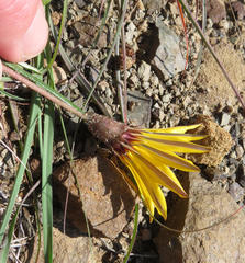 Gazania linearis linearis